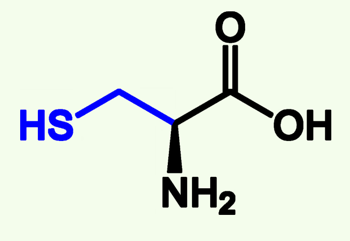 <p>Cys (C)</p><p>Thiol Group (—SH)</p><p>Covalent Bonds Between two Cysteine; Disulfide Bonds</p><p>Can be Oxidized</p>
