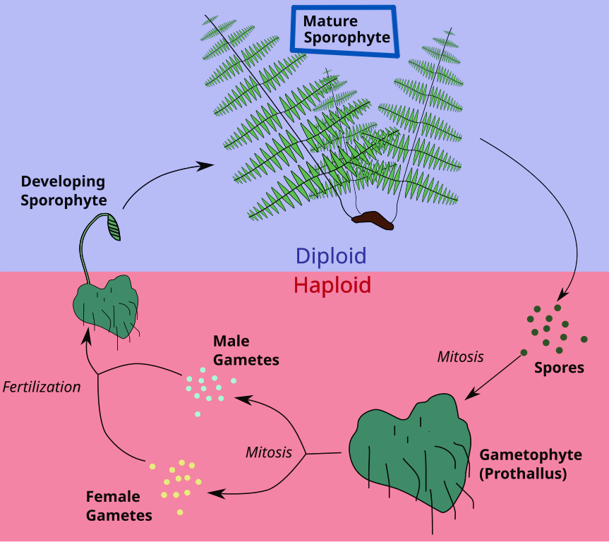 <ul><li><p>divide by meiosis to produce haploid asexual spores</p></li><li><p>these spores then grow into gametophytes</p></li></ul><p></p>