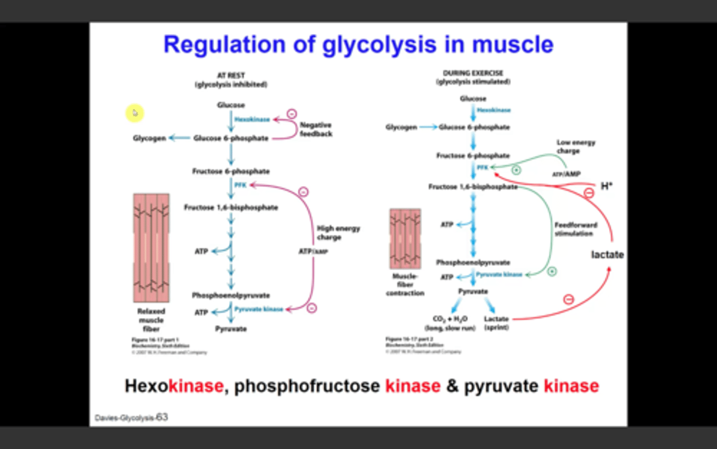 <p>-catalyzes the first step in glycolysis</p><p>-feedback inhbition by glucose 6-phosphate</p><p>-indirectly inhibited by phosphofructokinase (inactive PFK = increased fructose and glucose 6-phosphate)</p>