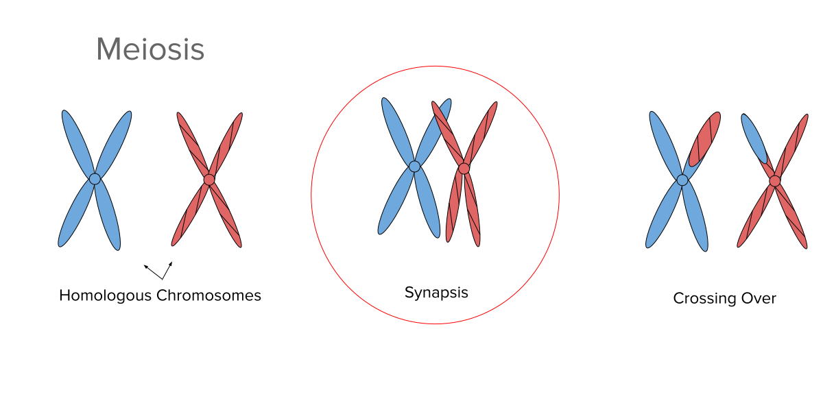 The aligning of homologous chromosomes during prophase 1 in meiosis 1.