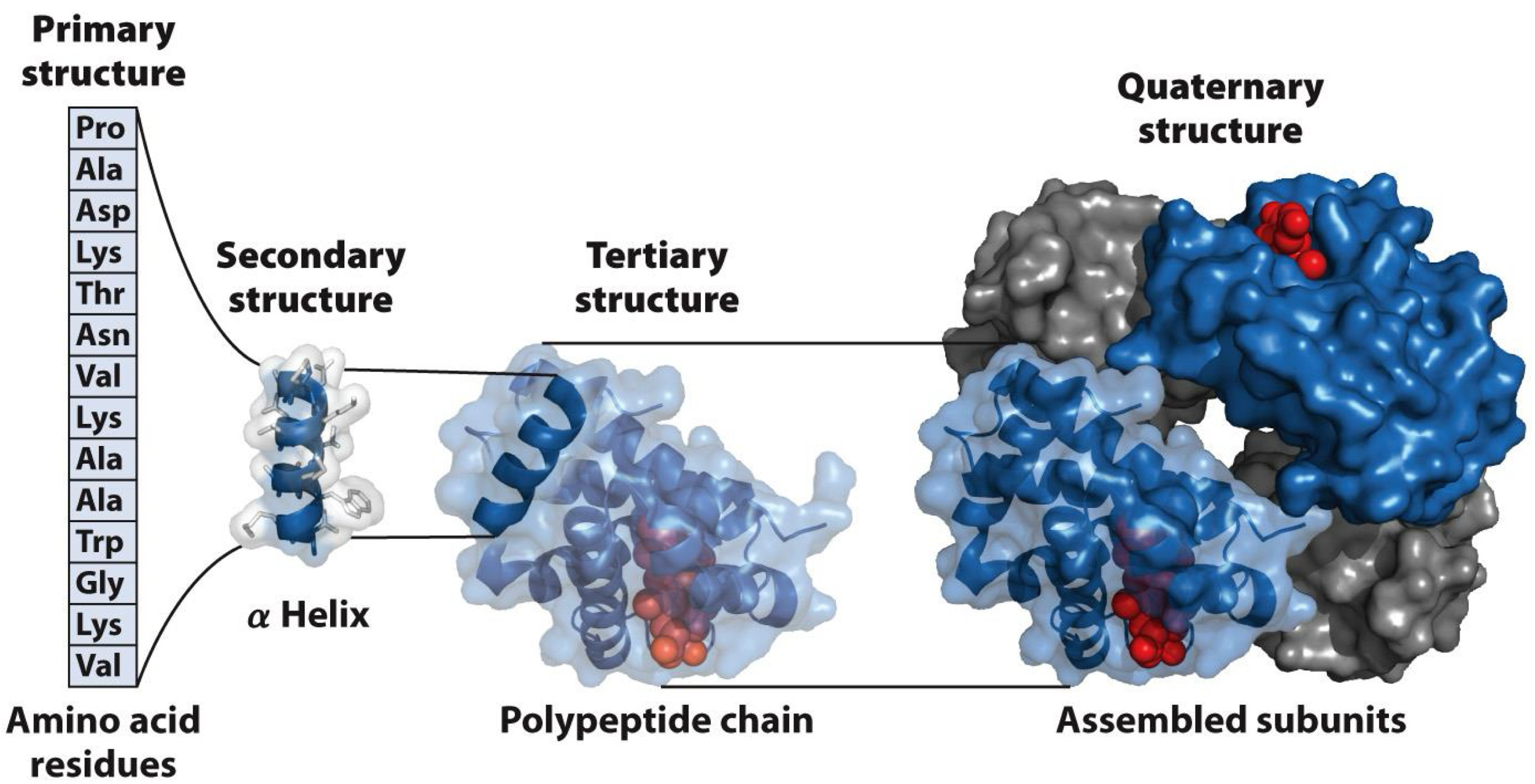 <p>After polymerization, peptide folded into more complex structures</p><p>Primary-Amino Acid Residue</p><p>Secondary- alpha Helix</p><p>Tertiary-Polypeptide chain</p><p>Quaternary-Assembled subunit</p>
