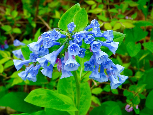 <p>is a spring-blooming herbaceous perennial growing 1–2 feet tall, with smooth gray-green leaves and drooping clusters of pink buds that open into blue, bell-shaped flowers.</p>