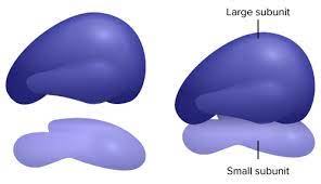 <p>The site of protein synthesis in the cell. The ribosome reads the messenger RNA</p>