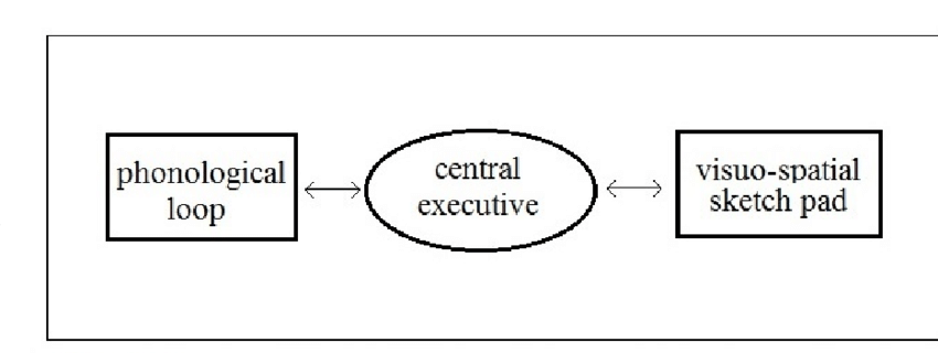 <p>baddeley + hitch 1974</p><ul><li><p>2 slave systems</p></li><li><p>slave systems: the workhorses of memory + executive drives the memory</p></li><li><p>central executive: responsible for organising infon+ coordinating slave systems</p><ul><li><p>directs attention to relevant info + supporesses irrelevant info</p></li></ul></li><li><p>pholological loop, central executive, visuospatial sketchpad</p></li></ul><p></p>