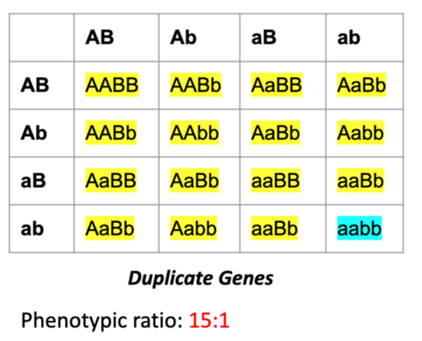<p>A dominant allele at either of two different genes causes the same trait</p>