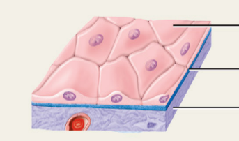 <p>Flat epithelial cells found in areas like the heart and lungs, facilitating diffusion.</p>