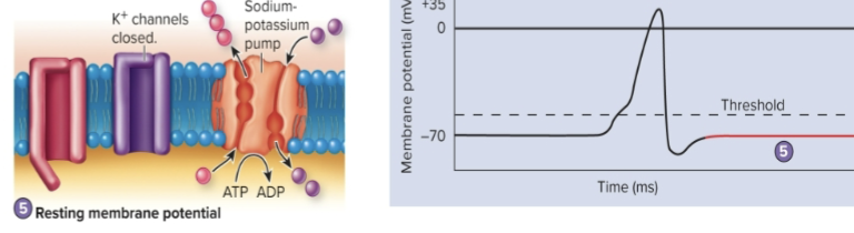 <p>The resting membrane potential is reestablished by Na/K pump after the voltage-gated K+ channels close</p>