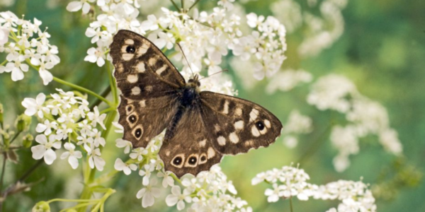 <p><em>Parage aegeria</em></p><p>Dark brown eyespots on wings</p>