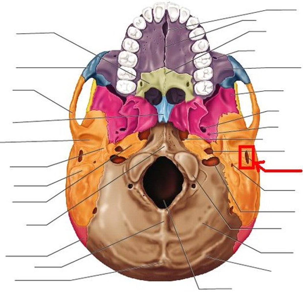 knowt flashcard image