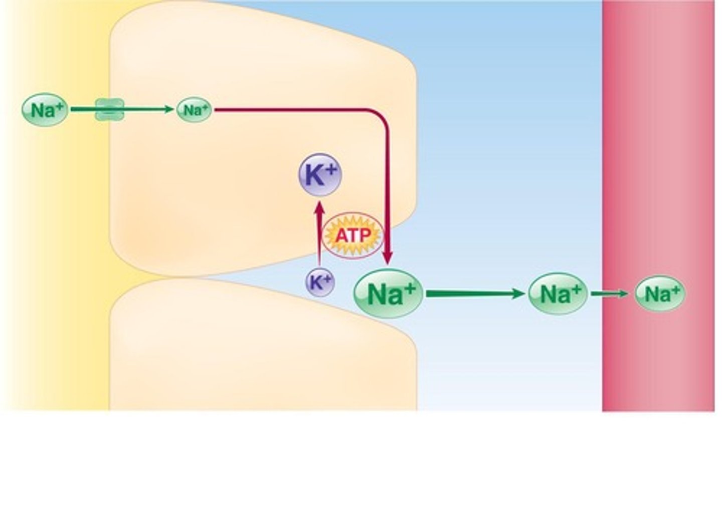<p>Na+ reabsorption is crucial for reabsorbing glucose, amino acids, water, and chloride.</p>