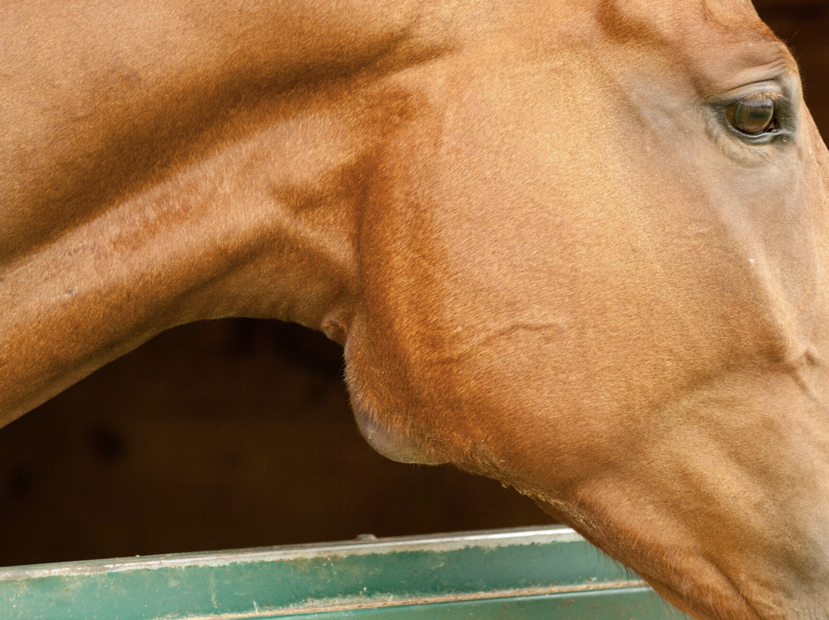 <p>sequela to infection with stretococcus spp., corynebacterium, or influenza virus</p><p>occurs 2-4 weeks after initial respiratory infection</p>