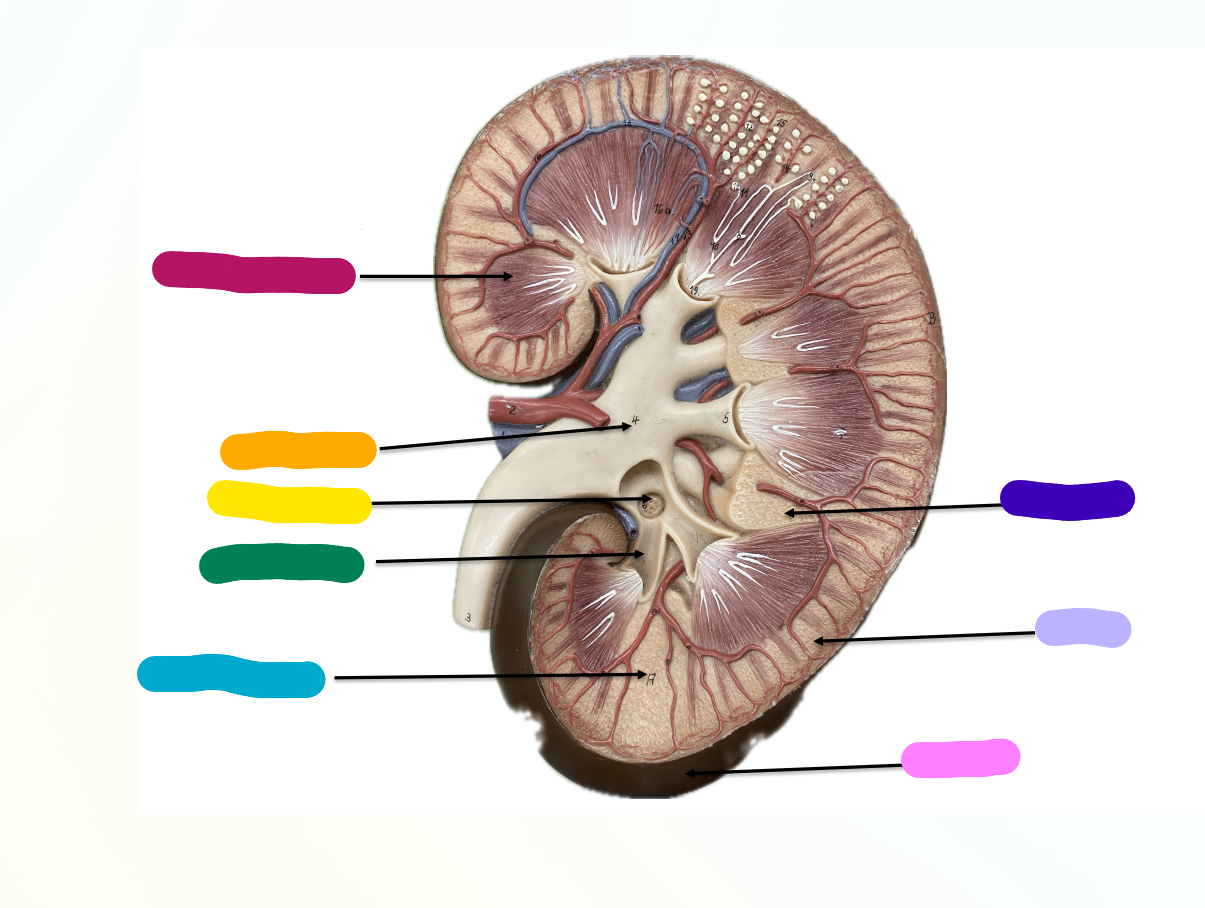 <p>What is indicated by the Blue Section?</p>