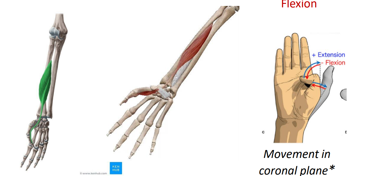 <p>- movement of thumb</p><p>- movement in coronal plane (not in saggital like expected)</p><p>- flexor means flexion, pollicis means thumb, longus means long</p><p>ANIMATION ON SLIDE 30</p>