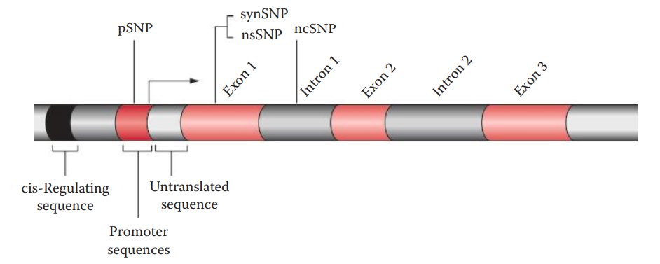 SNPs fall into several classes. Most reside in the noncoding regions of DNA and are designated as noncoding SNPs (ncSNPs).