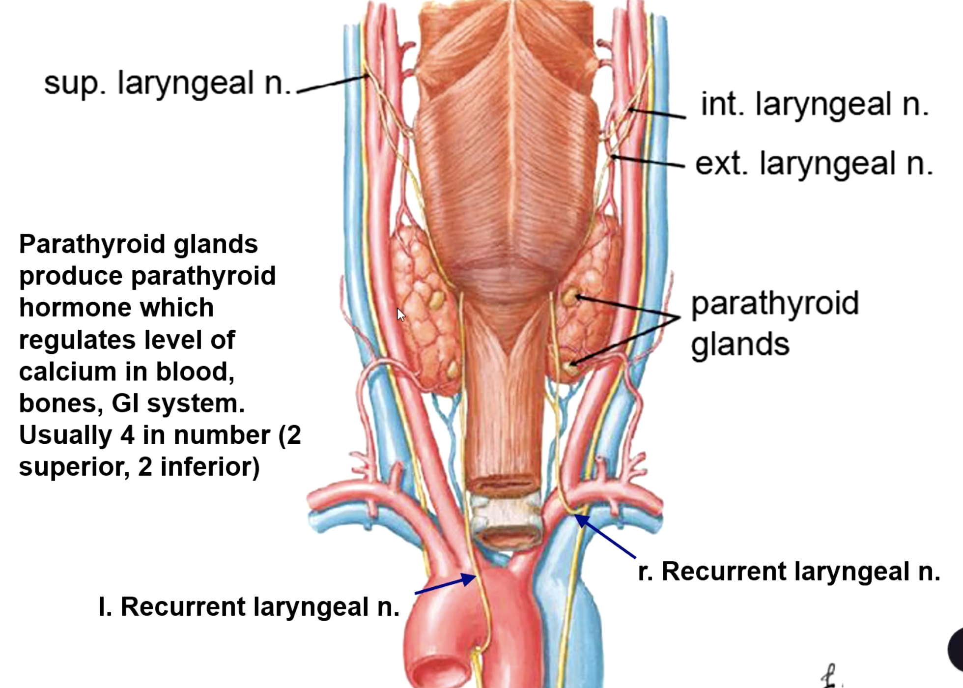 <p>posterior</p>