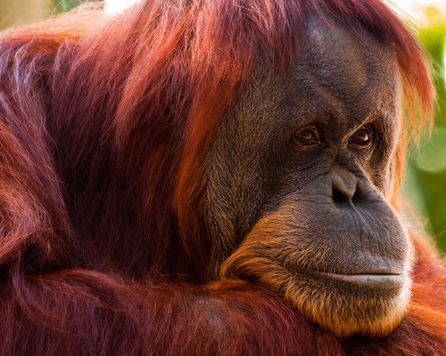 <p>• ischial callosities absent</p><p>• quadrumanous</p><p>• cheek flanges in dominant males</p><p>• most solitary</p><p>• slowest life history of all primates</p>