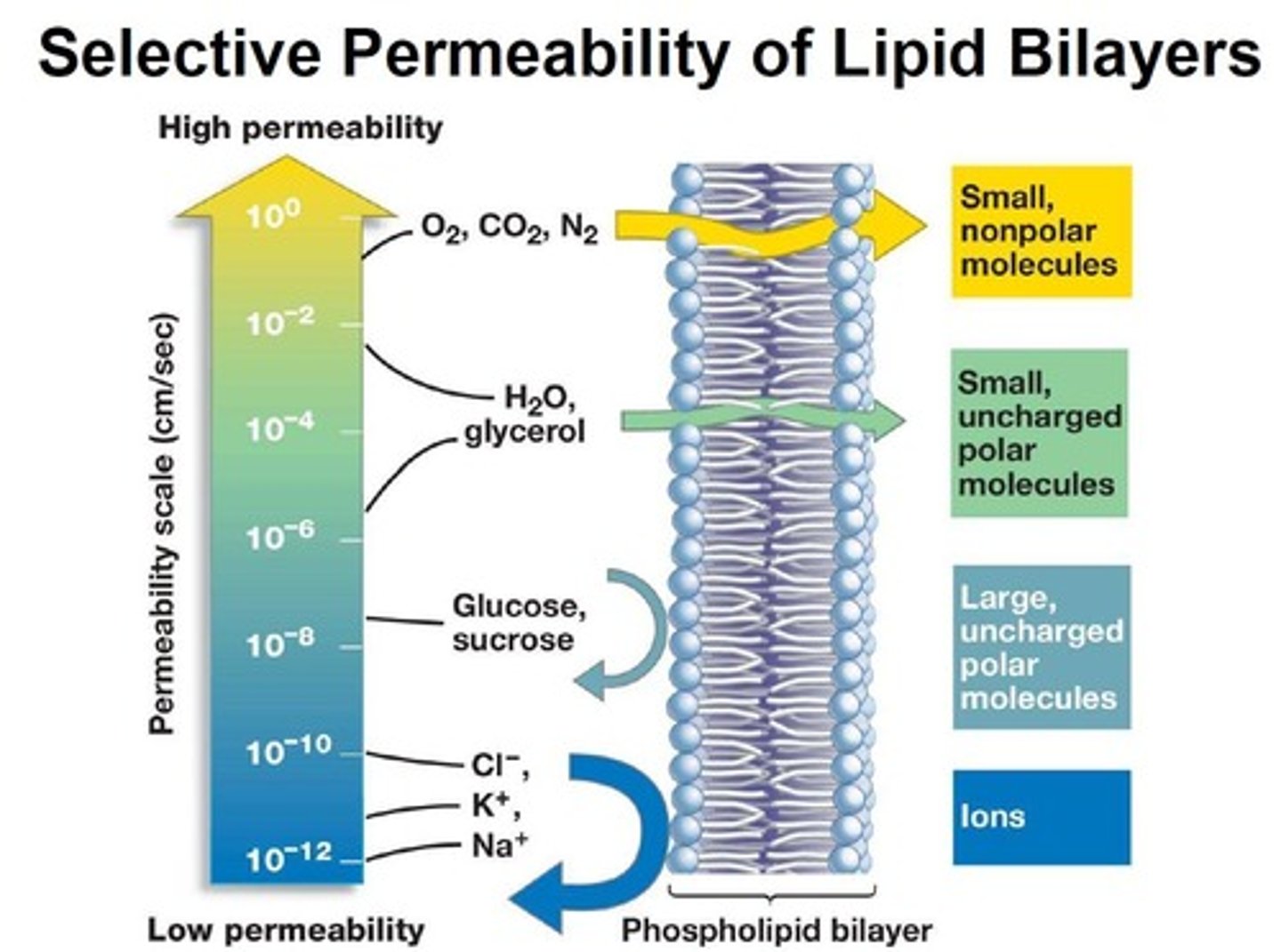 <p>only certain molecules can pass freely across the membrane.</p>
