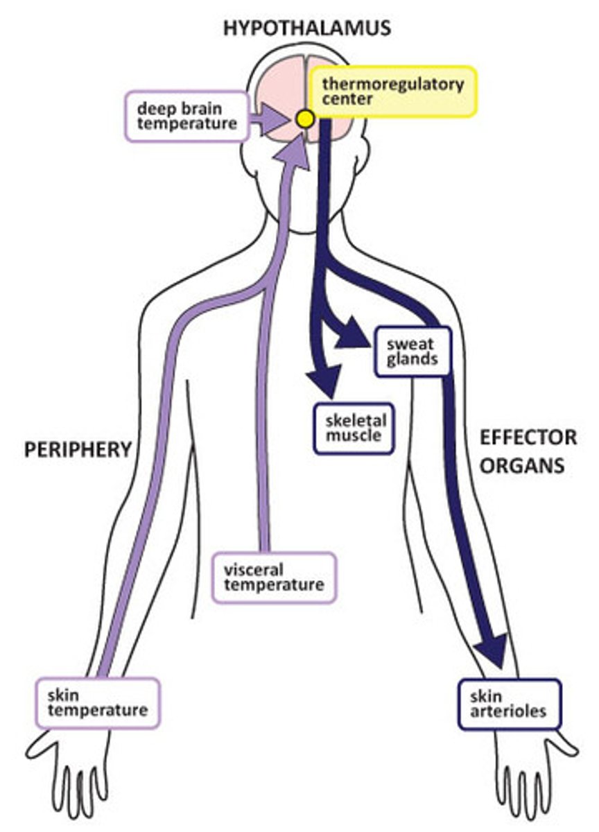 <p>Output. Leaves the CNS and travels to the periphery. Includes somatic and automatic nervous systems and sympathetic and parasympathetic pathways</p>