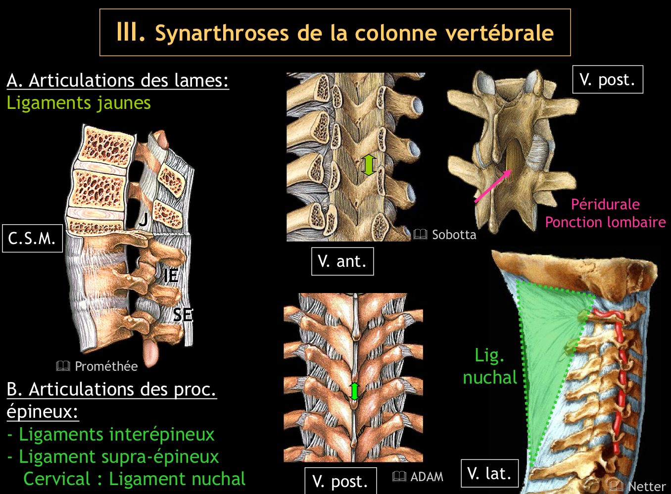 <ul><li><p>Les ligaments supra-épineux (au sommet)</p></li></ul><ul><li><p>les ligaments interépineux (entre eux)</p><p>Cervical : ligament nuchal</p></li></ul><p></p>