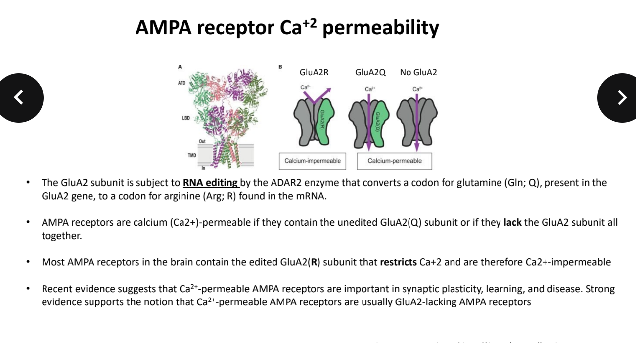<ul><li><p>AMPA receptors pass Ca²⁺ <strong>only if they lack GluA2</strong> or contain the <strong>unedited GluA2(Q)</strong> subunit.</p></li><li><p>Normally, GluA2 is <strong>RNA-edited</strong> (Q → R by ADAR2), and this <strong>blocks Ca²⁺</strong> entry.</p></li><li><p>Thus:</p><ul><li><p><strong>GluA2(R)</strong> → Ca²⁺ <strong>impermeable</strong></p></li><li><p><strong>GluA2(Q)</strong> or <strong>no GluA2</strong> → Ca²⁺ <strong>permeable</strong></p></li></ul></li><li><p>Ca²⁺-permeable AMPA receptors = important for <strong>plasticity, learning, and disease</strong></p></li></ul><p></p>