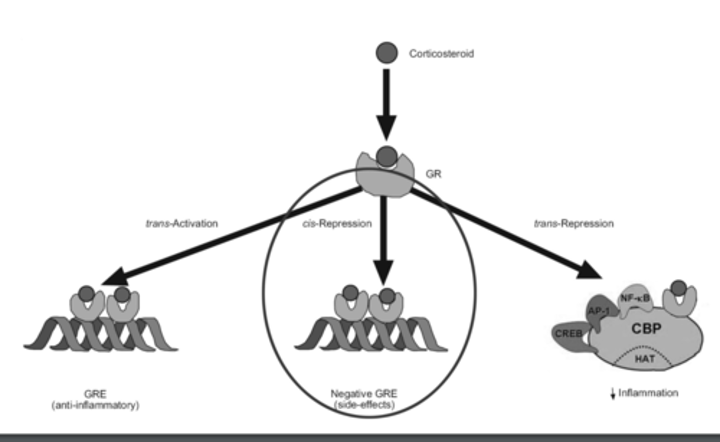 <p>binding to a gene and repressing gene transcription (dimers)</p>