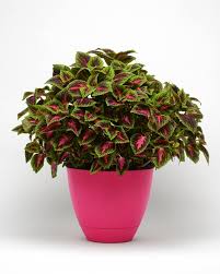 <p><span>Solenostemon scutellarioides / Coleus</span></p>