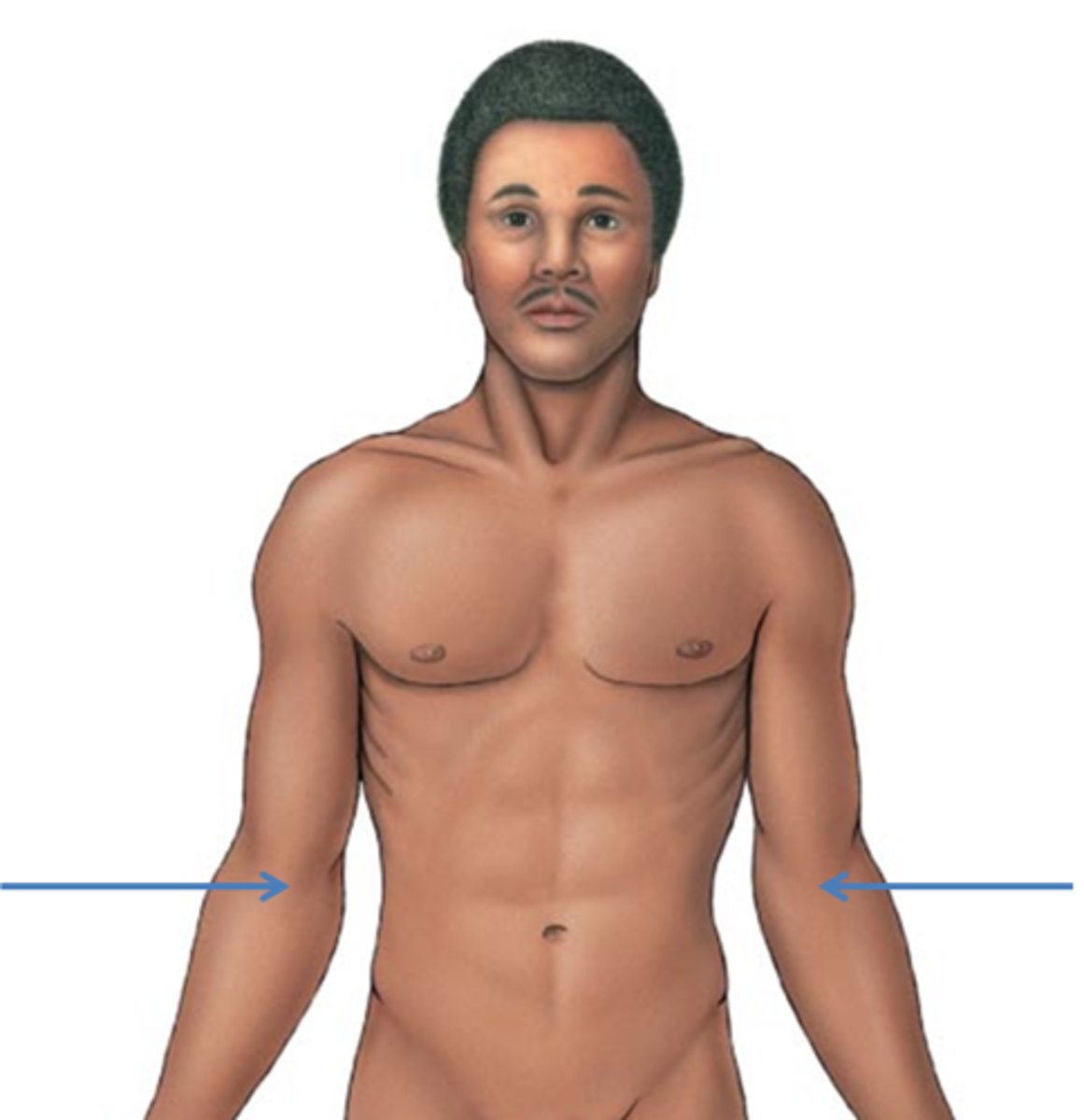 <p>Region anterior to the elbow; also known as the cubital region</p>