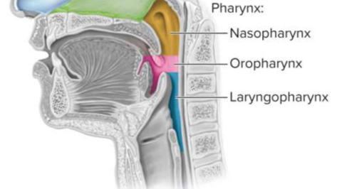 <p>Pharynx</p>
