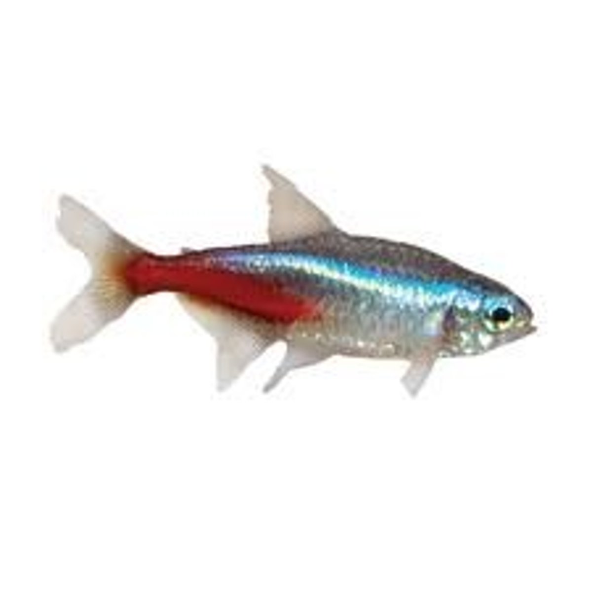 <p>Cypriniformes-minnows</p><p>Characiformes-tetras</p>