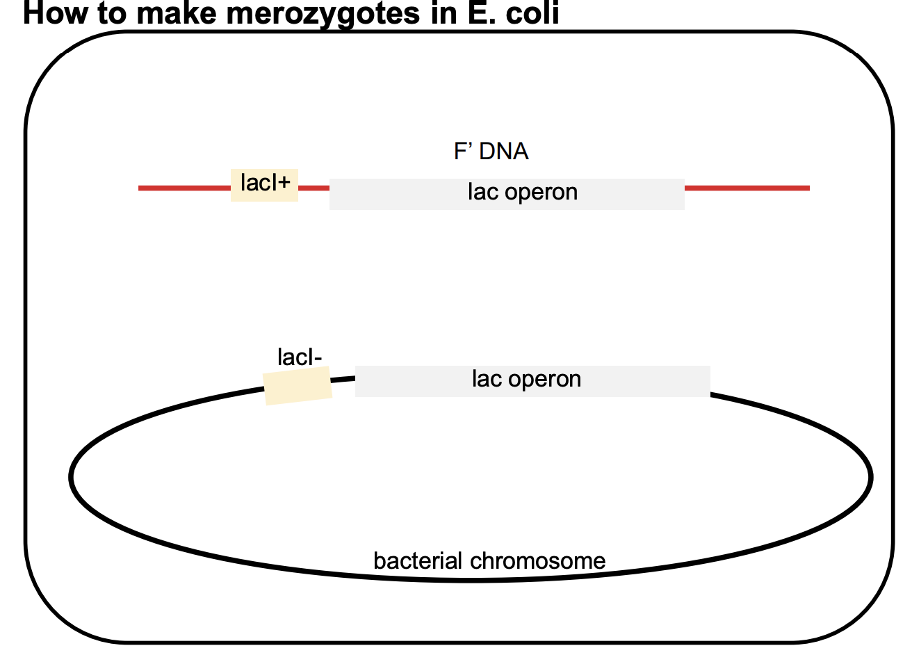 <ul><li><p>? instrumental in allowing Jacob, Monod, and Pardee to elucidate the fx of the lacI gene</p></li><li><p>2 key points</p><ul><li><p>the 2 lacI genes in a ? may be different alleleles</p><ul><li><p><strong>lacI−</strong> (mutant allele) on the bacterial chromosome.</p></li><li><p class=""><strong>lacI+</strong> (wild-type allele) on the F’ factor (plasmid).</p></li></ul></li><li><p class="">genes on the F’ factor (plasmid) are not physically connected to those on the bacterial chromosome</p><ul><li><p class="">allows the study of how two copies of the <strong>lacI gene</strong> can interact.</p></li></ul></li></ul></li></ul><p></p>