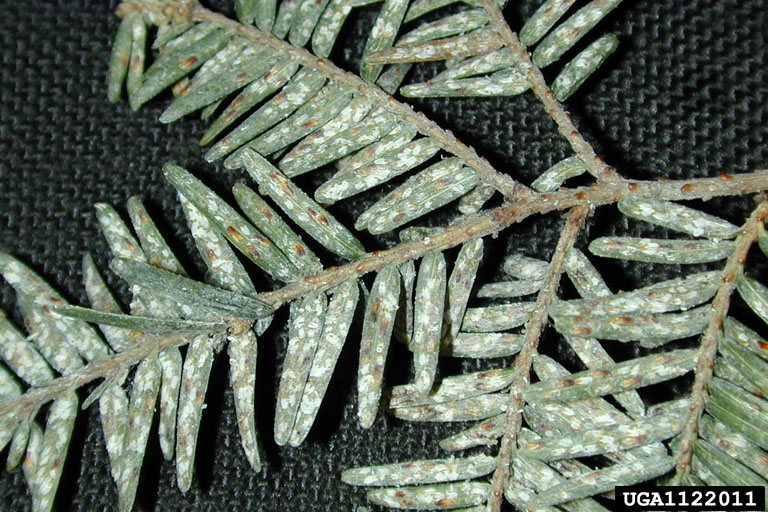 <p>Hemlock, fir, spruce </p>