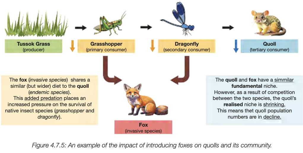 <ul><li><p>invasive or extoic </p></li><li><p>compete with native species for habitat and resoruces or directly feed on them</p></li><li><p>two species with identical niches cant live togehte rin a community, one will have competitive advantage and survive other extinct</p></li><li><p>competitive advantages - larger fundemental niche, lack of predators, haster rproduction rates</p></li><li><p>e.g. feral cats, dogs, foxes, rabbits, pigs, goats, cane toads, camels, rats</p></li></ul><p></p>