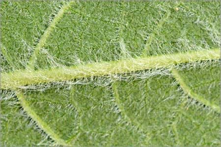 <p>Soft or fine short hairs on the leaves and stems of plants</p>