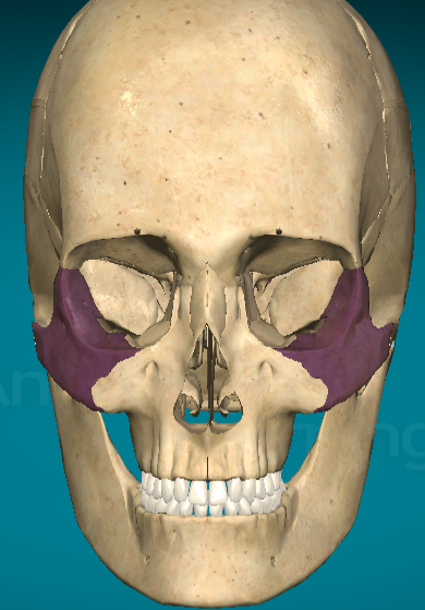 <p>Zygomatic bone</p>