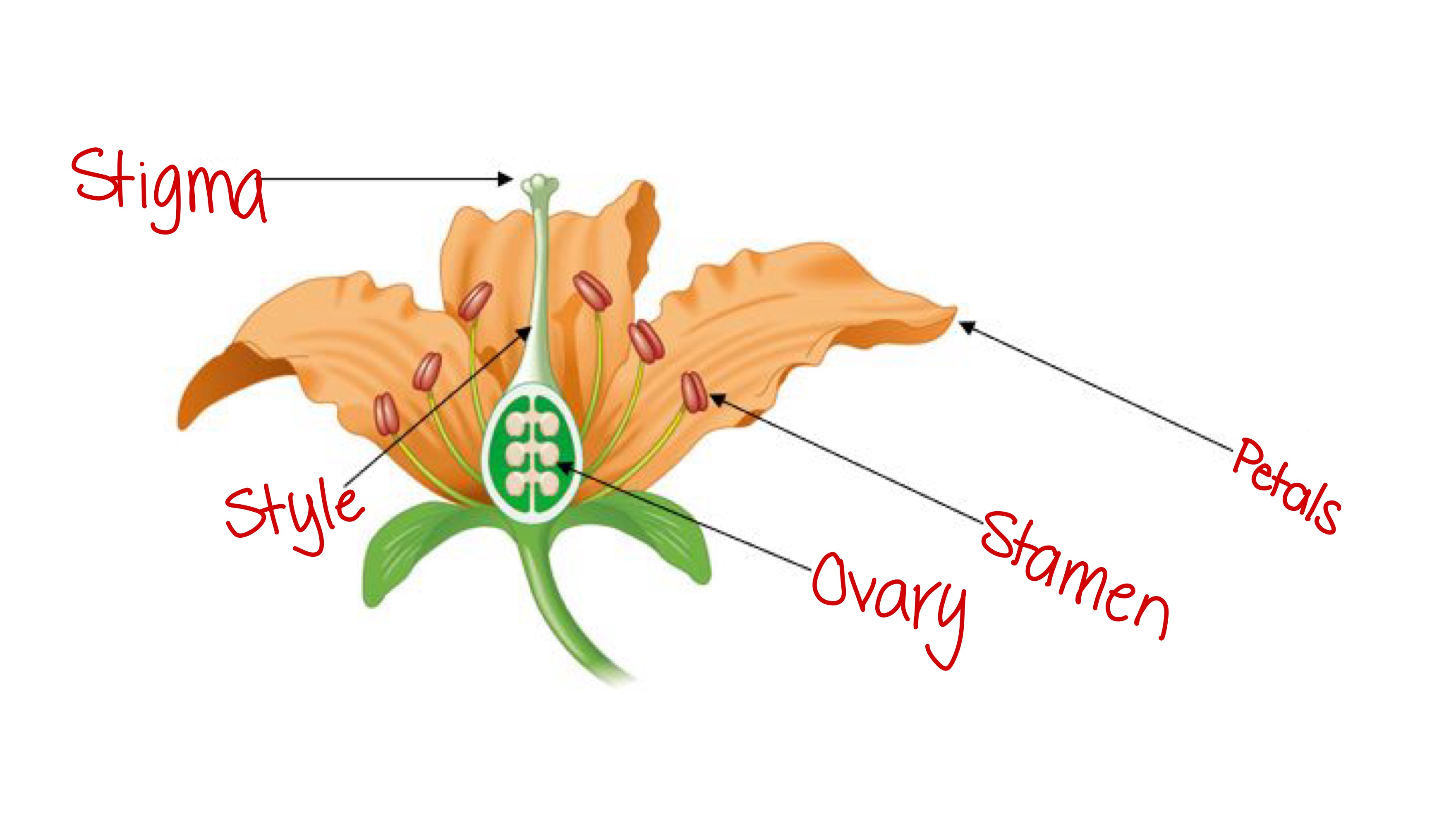 <p>The part of the flower that holds the egg and becomes the fruit after fertilization</p>