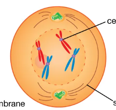 <p>early prophase</p>