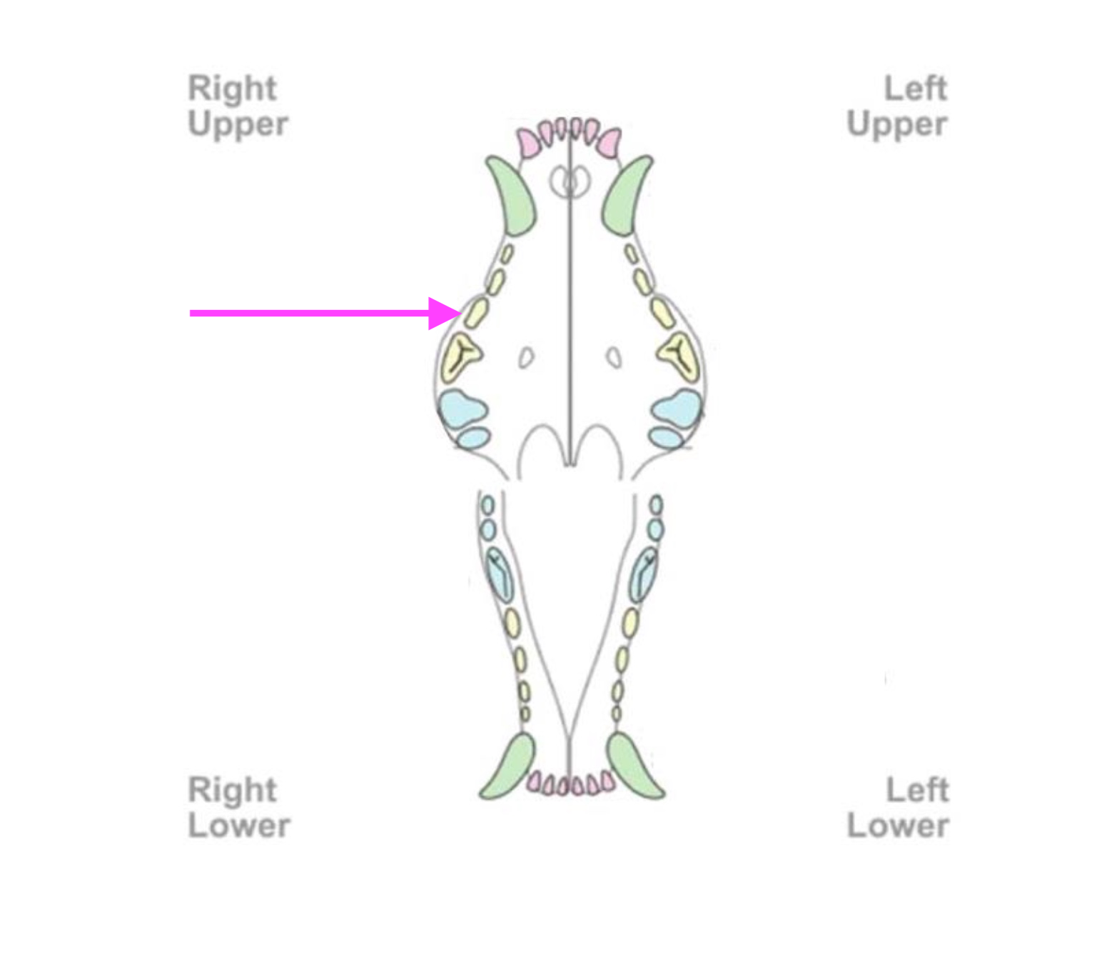 <p>What is the number of the tooth indicated by the arrow?</p>