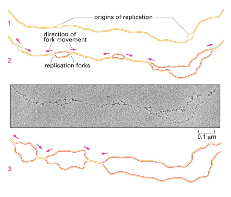 <p>The origin site, where replication begins, ofrming rpelication forks and move biderectionally along the DNA</p>