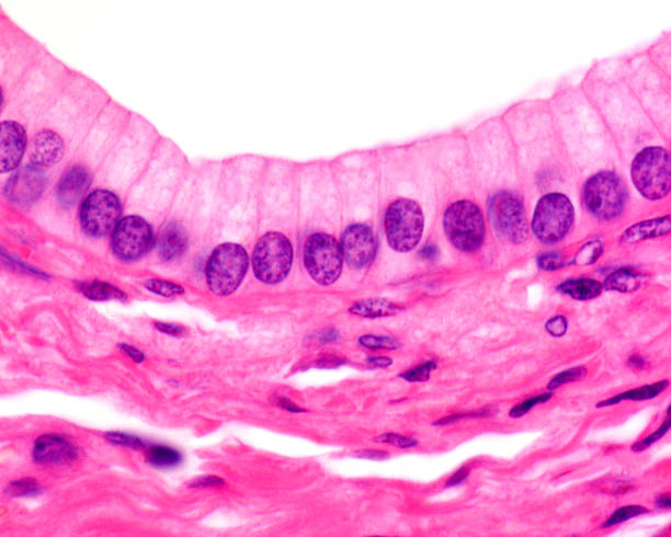 <p>A sheet of epithelial cells covering or lining a body surface or cavity.</p>