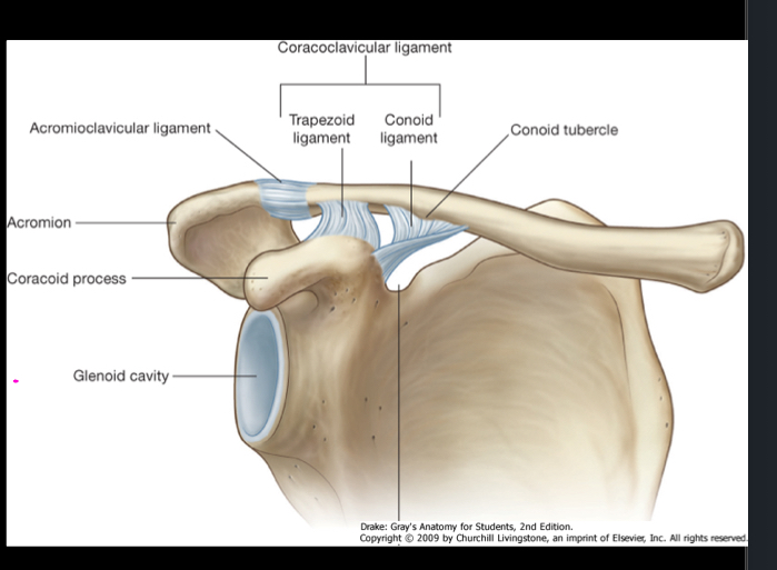 <p>The articulation between the acromial end of the clavicle and the acromion process of the scapula. It is a synovial joint.</p>