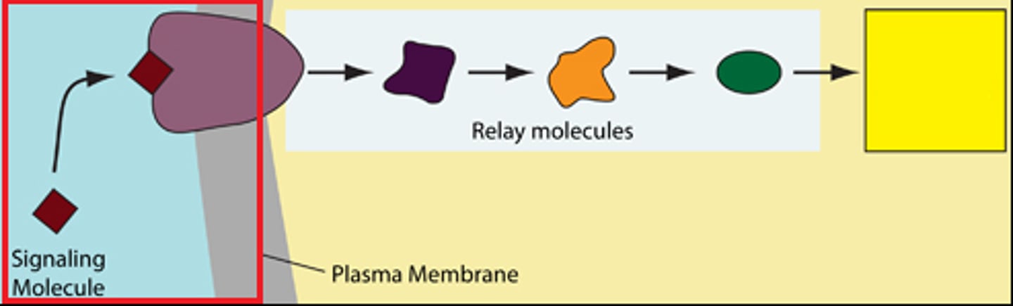 <p>The target cell's detection of a signal molecule coming from outside the cell.</p>