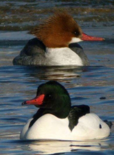<p>Mergus merganser</p>
