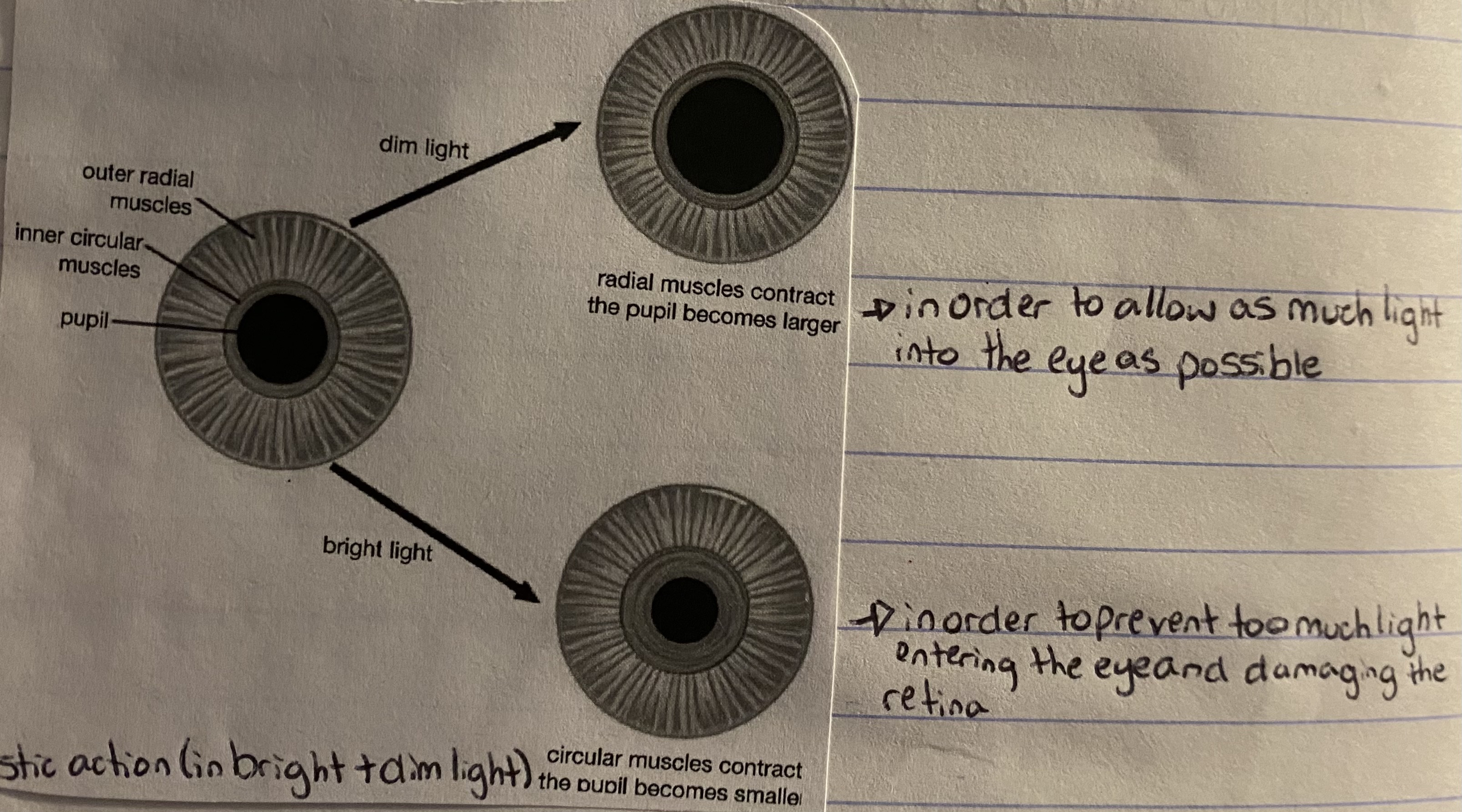 knowt flashcard image
