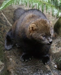 <p>Genus,species,habitat?</p>
