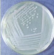 <p>Aims of bacterial culture&nbsp;</p>
