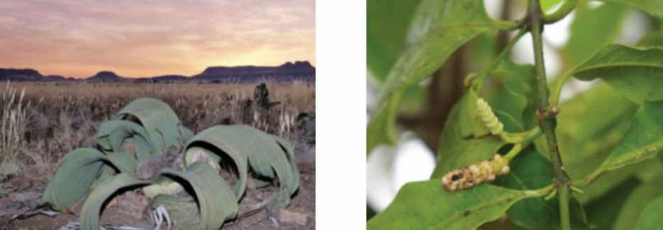 <p>(gymnosperm) male and female strobili on separate plants (dioecious), paired + opposite megaphylls, double fertilization and vessel elements (in some species)</p><p>indeterminate leaf growth (welwitschia), distinctive cones (gnetum)</p>