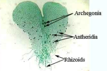 <p>what is the “green heart” called in an pterophyta? what 3 structures does it contain?</p>