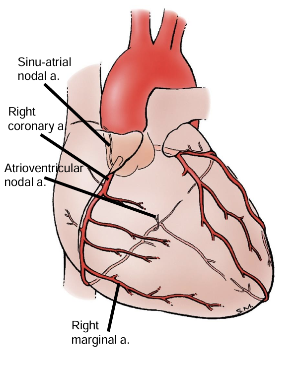 <p>sinu-atrial nodal branch</p>