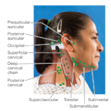 <p> Preauricular</p><p> Postauricular</p><p> Suboccipital</p><p> Tonsillar</p><p> Submandibular</p><p> Submental</p><p> Superficial cervical</p><p> Posterior cervical</p><p> Deep cervical chain</p><p> Supraclavicular</p><p></p>