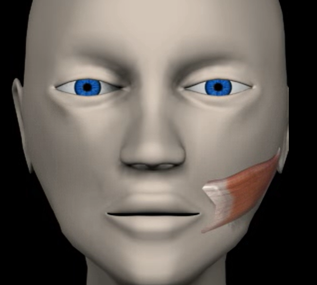 <p>Function: compress (pull in) cheek</p><p>Origin: maxilla and mandible</p><p>Insertion: orbicularis oris</p>
